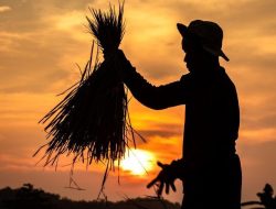 Mengapa Rata-rata Petani Indonesia Berada di Kelompok Ekonomi Bawah Garis Kemiskinan